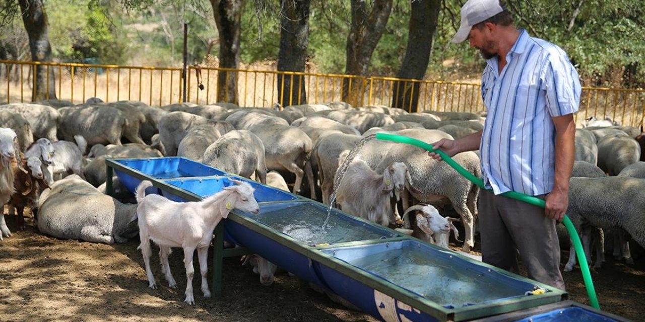 Edirne'de Besiciler, Su Kaynaklarının Kuruma Noktasına Geldiği Meralardaki Hayvanlarına Tankerlerle Su Taşıyor