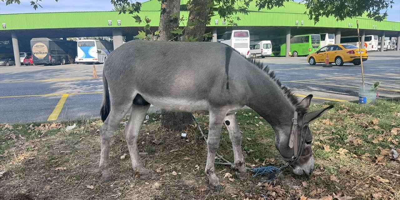Edirne'de Taksicilerin Sahiplendiği Eşek "Kadife" Otogarın Maskotu Oldu