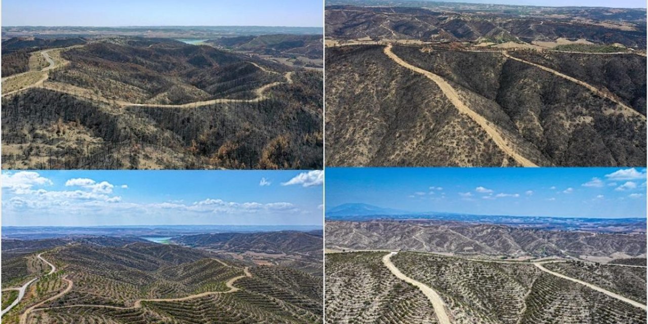 Adana'da 4 Yıl Önce Yanan Ormanlık Alanlar Dikilen Fidanlarla Yeniden Yeşeriyor