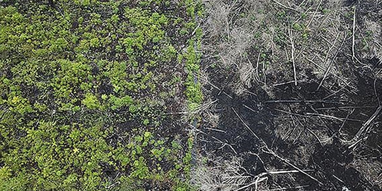 Bilim İnsanları, Ormansızlaşmanın Her Yıl 28 Bin Kişinin Ölümüne Neden Olduğunu Belirledi