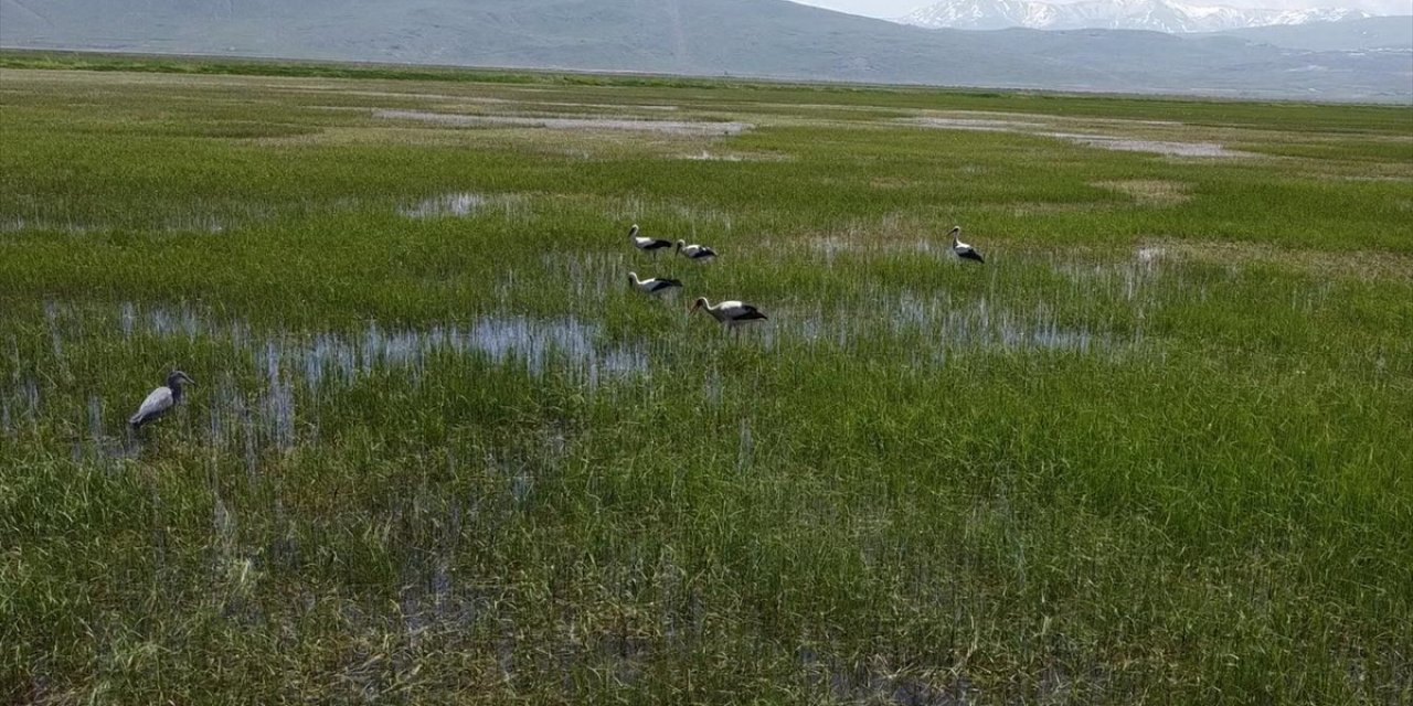 Bitki Örtüsünün Gelişimi ve Serin Hava Leylekleri Erzurum'da Konaklattı