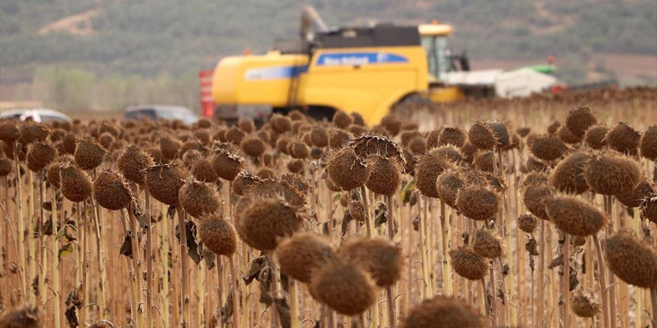 Anıza Ekim Yöntemi, Verim Artışıyla Ayçiçeği Üreticisini Sevindirdi