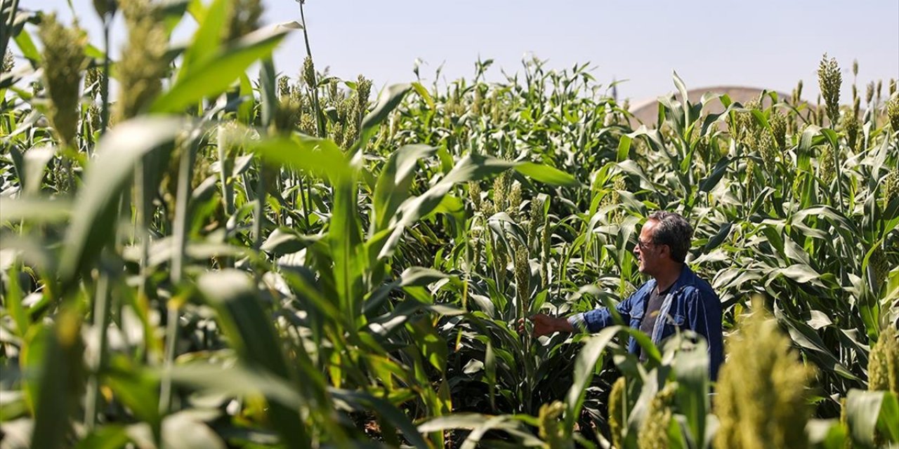 Kaba Yemde Alternatif "Sorgum" Bitkisi Su Tüketiminden Tasarruf Sağlıyor