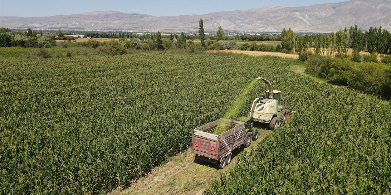 Erzincan'da Silajlık Mısır Üretimi Hayvancılığı Güçlendirip Besiciye Kazanç Sağlıyor