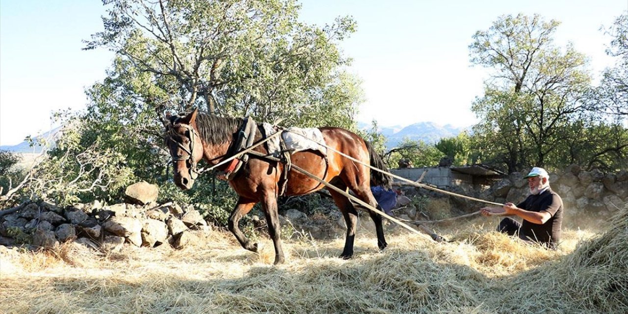 "Düven Sürme" Geleneği Erciyes'in Eteklerinde 3 Arkadaş Tarafından Yaşatılıyor