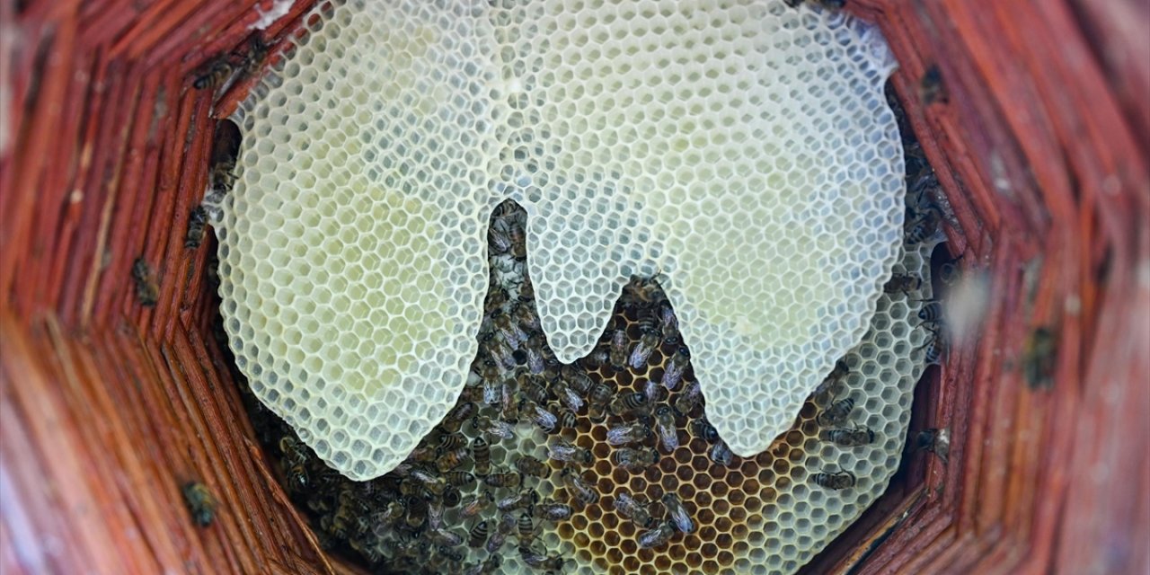 Karakovan Bal Üreticileri Hasada Yüksek Verimle Başladı