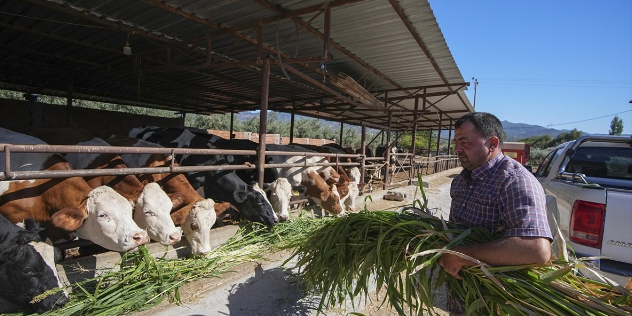 Kuraklık İzmir'deki Besicileri Sorgum Sudan Otuna Yöneltti