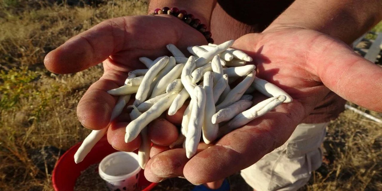 Altınla Yarışıyor, Kilosu 10 Bin TL: Doğada Kendiliğinden Yetişiyor