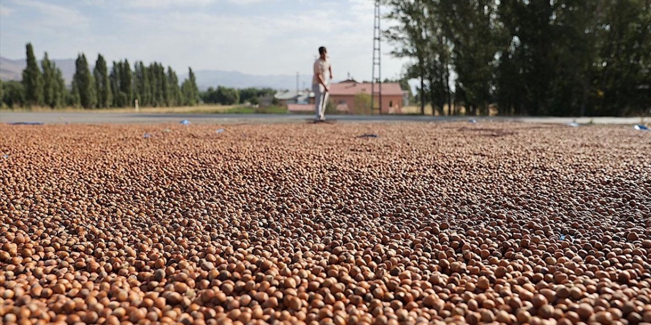 Trabzonlu Üreticiler Eğimli Arazilerinde Kurutamadıkları Fındıklarını Bayburt'a Taşıdı