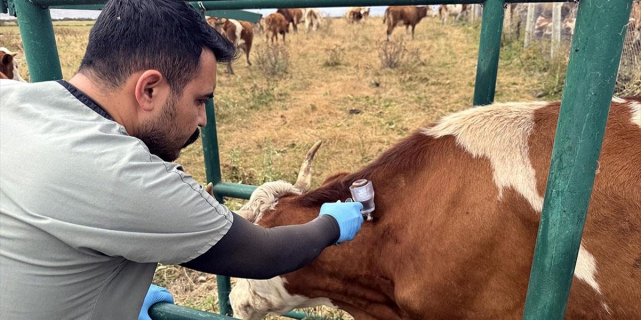 Ardahan'da 367 Bin Büyükbaş Hayvanın Yüzde 70'ine Şap Aşısı Yapıldı