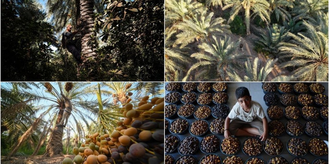 Irak'ta Onlarca Çeşidi Bulunan Hurma Hasadı Başladı