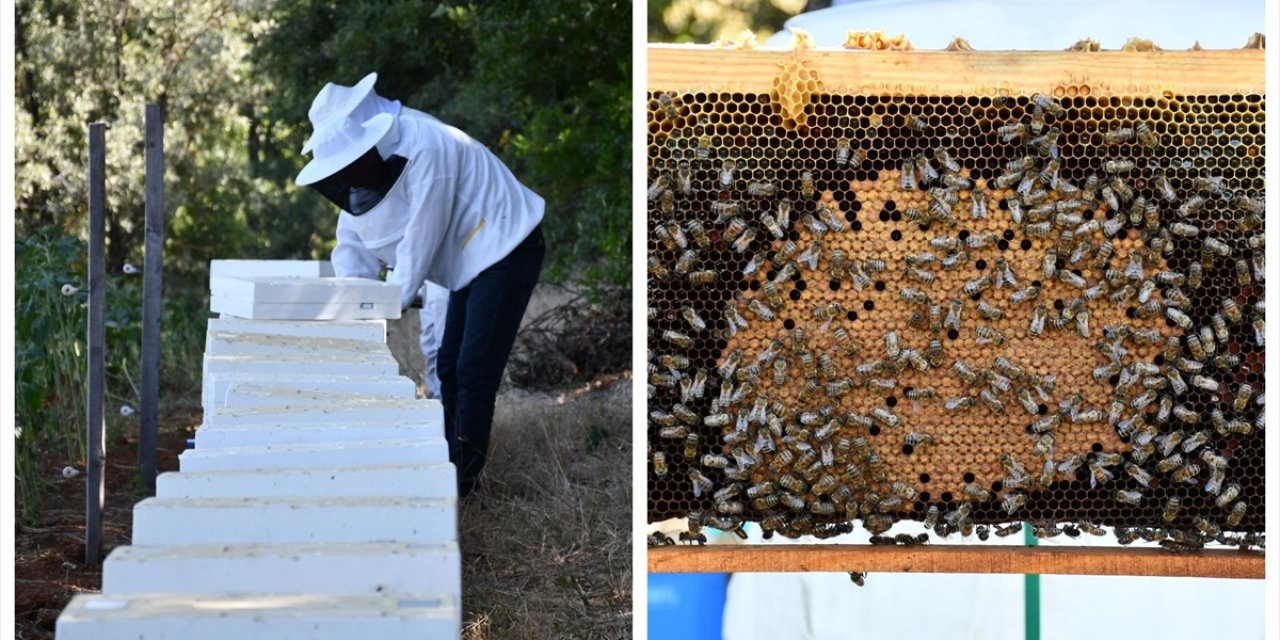 Bilecik'te Devlet Desteğiyle Arıcılıkta Kovan Sayısı ve Bal Üretimi Arttı