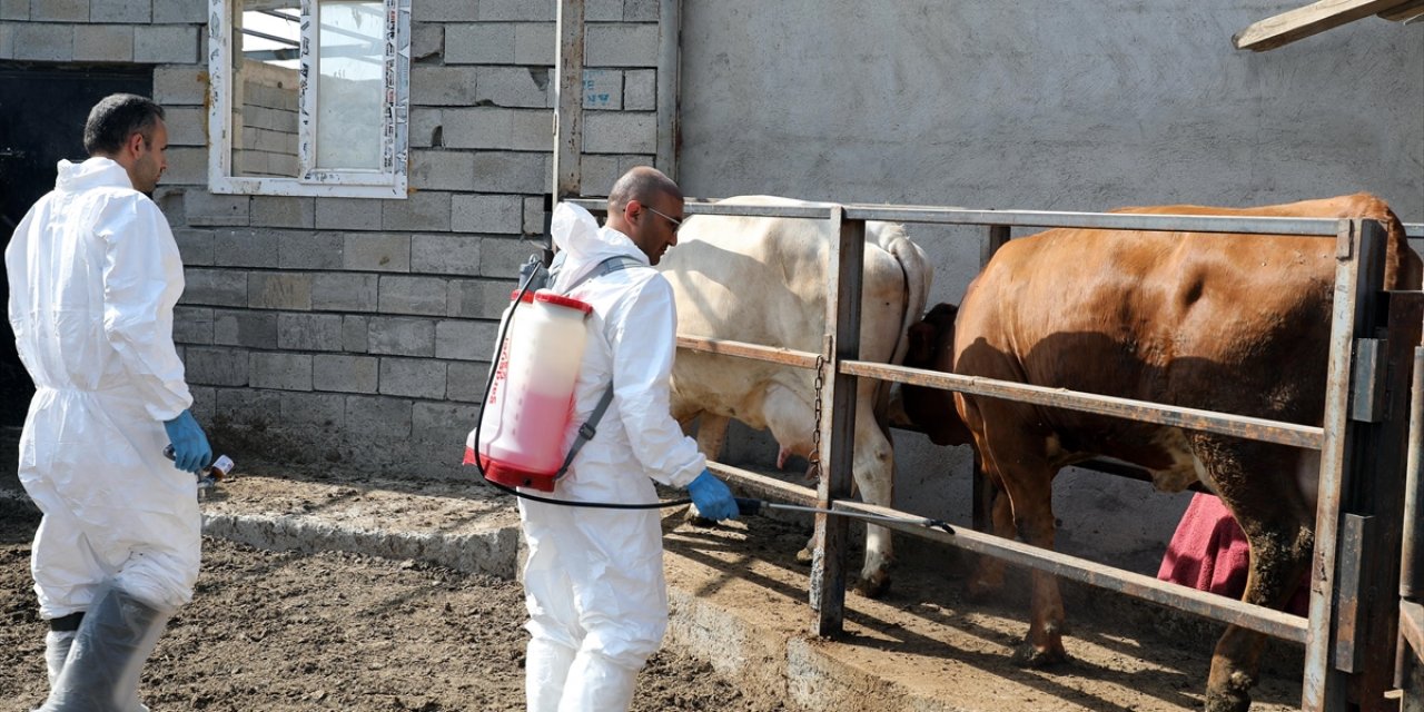 Iğdır'da Şap Hastalığıyla Yapılan Etkin Mücadele Üreticiyi Mutlu Etti