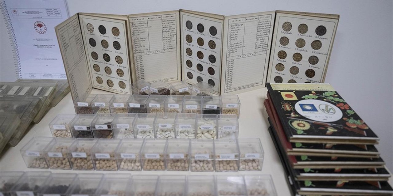 Toplam 122 Bin 750 Tohum Örneği Gen Bankalarında Korunuyor