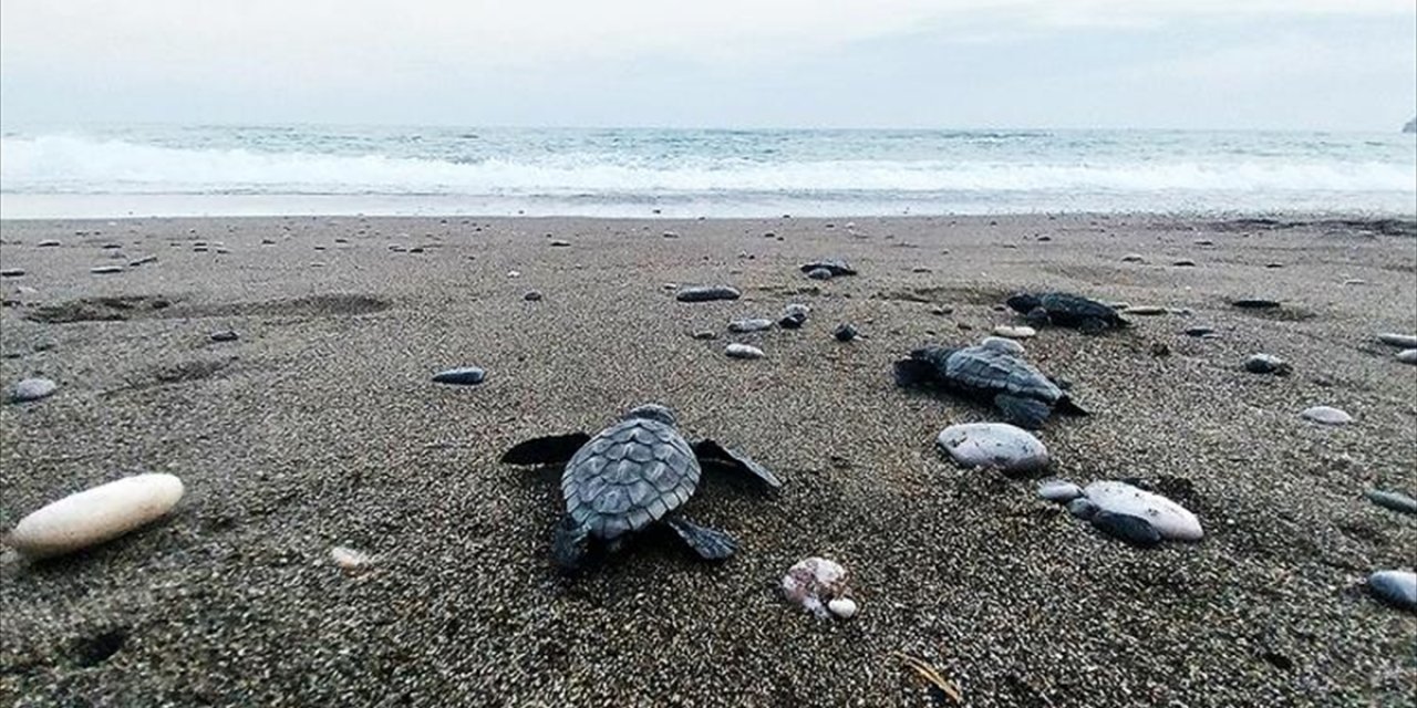 İztuzu Sahilinde 30 Bin Yavru Caretta Caretta Mavi Sularla Buluştu