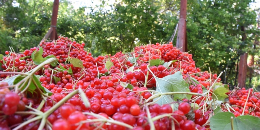 Tescilli 'Bünyan Gilaburusu'nda Verim De Talep De Arttı