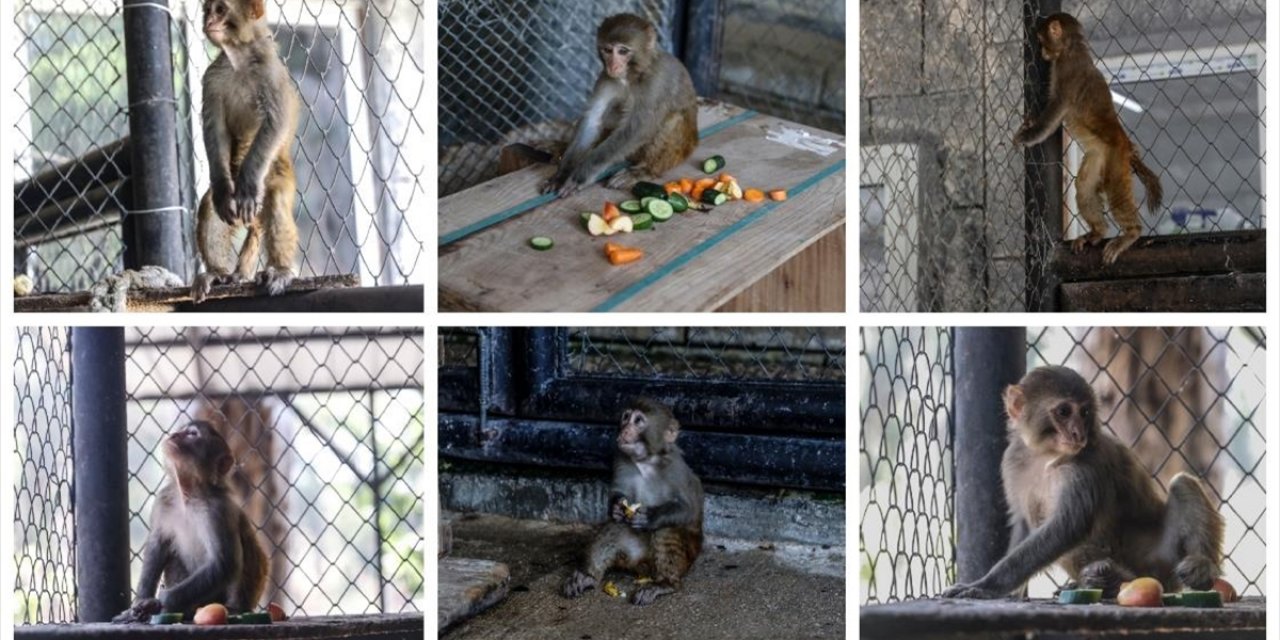 Kötü Muamelede Bulunulan Maymun, Mersin'de Artık "Güvenli Ellerde"