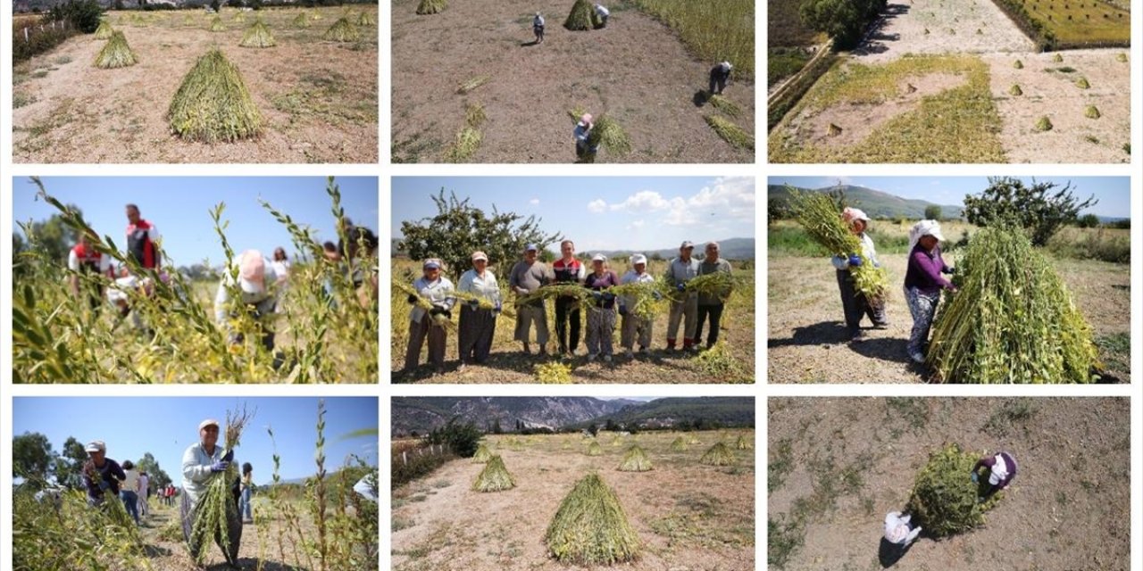 Gökova Körfezi'nin Kıyılarında, Aromasını "Deli Memet" Rüzgarından Alan Susamın Üretimi Arttı