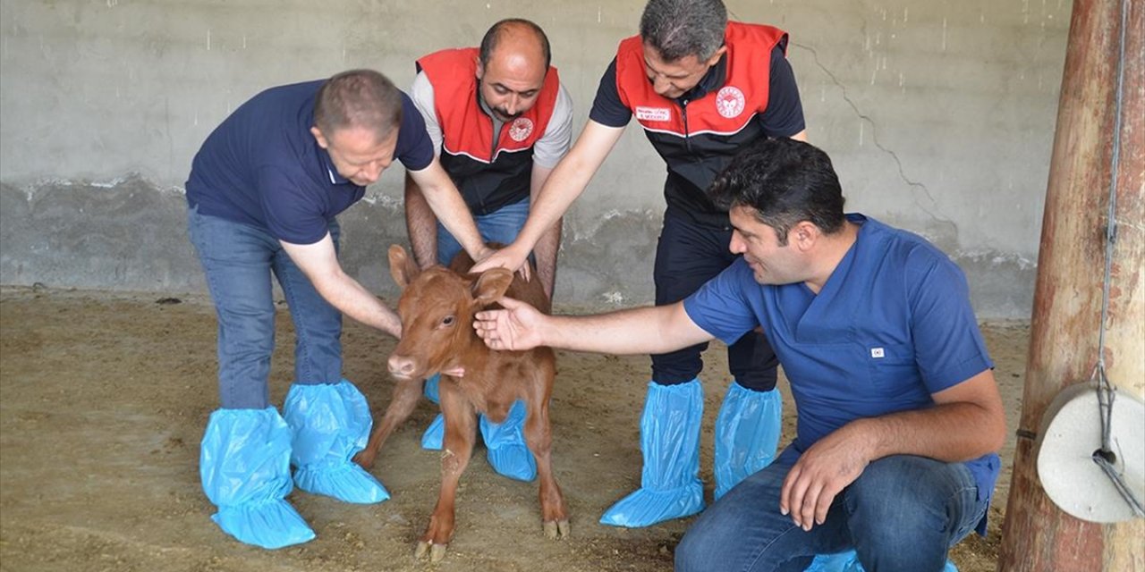 Muş'ta Büyükbaş Hayvan Sayısı Devlet Desteğiyle Artıyor