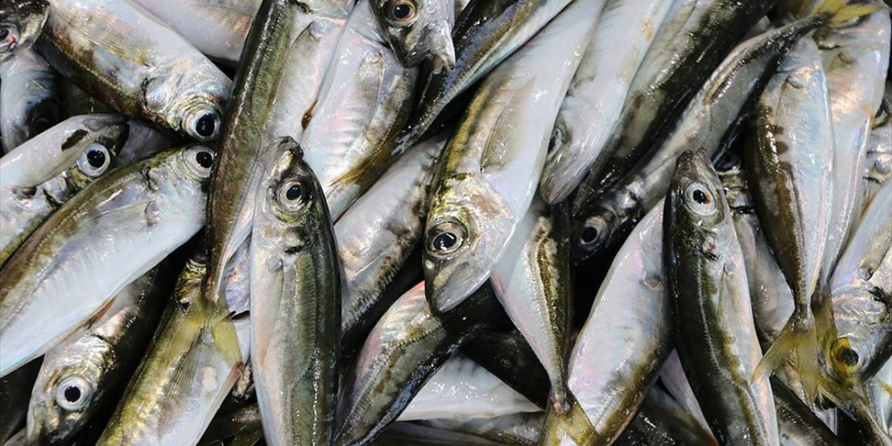 Tekirdağ'da Tezgahların Gözdesi İstavrit