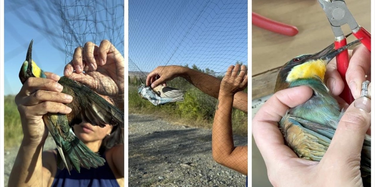 Aras Kuş Cenneti'nde 1 Ayda Yaklaşık 2 Bin Kuş Halkalandı