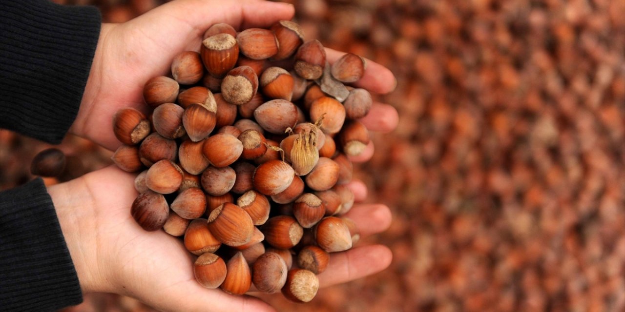 Türkiye Fındık İhracatından 8 Ayda 1 Milyar 466 Milyon Dolar Gelir Sağladı