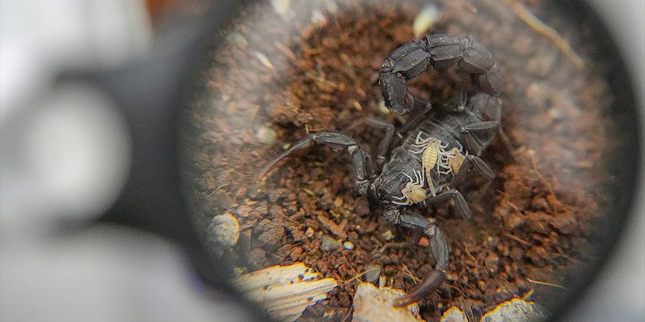 Kurduğu Tesiste Yetiştirdiği 3 Bin Akrepten Zehir Elde Ediyor