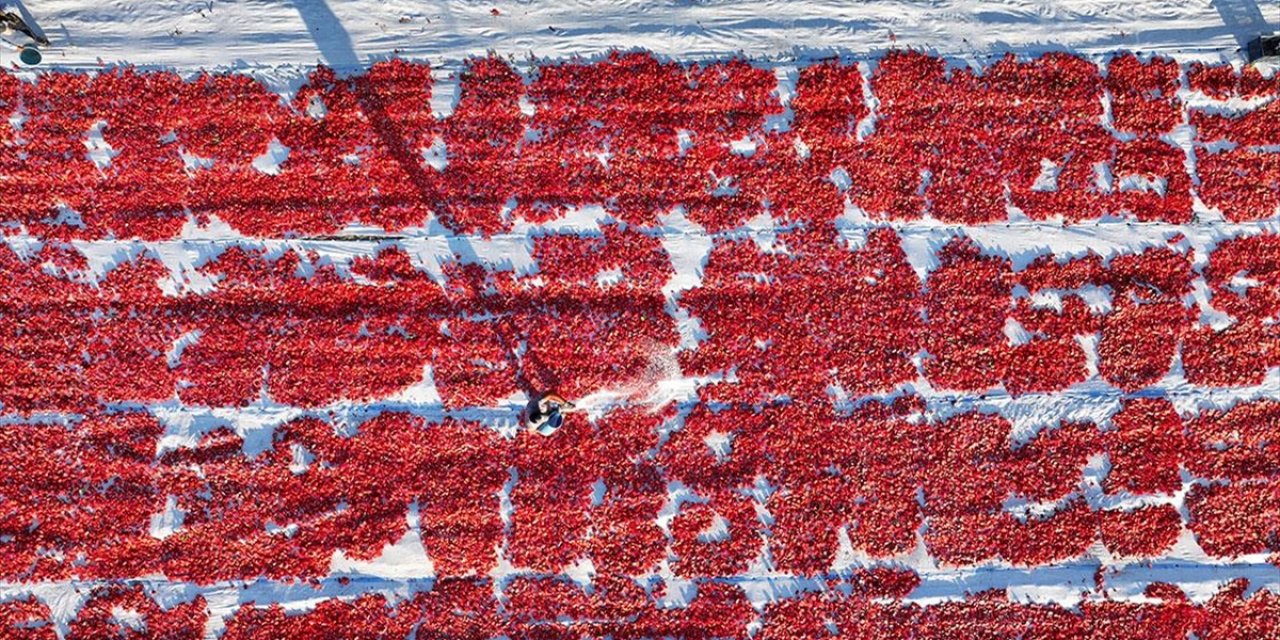 Erciyes Eteklerindeki Devasa Araziler Domates Kırmızısıyla Renklendi