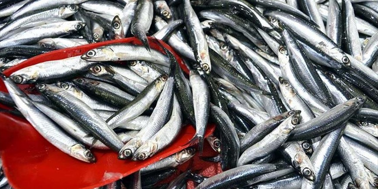 Türkiye Hamsi İhracatından 8 Ayda 9,9 Milyon Dolar Kazandı