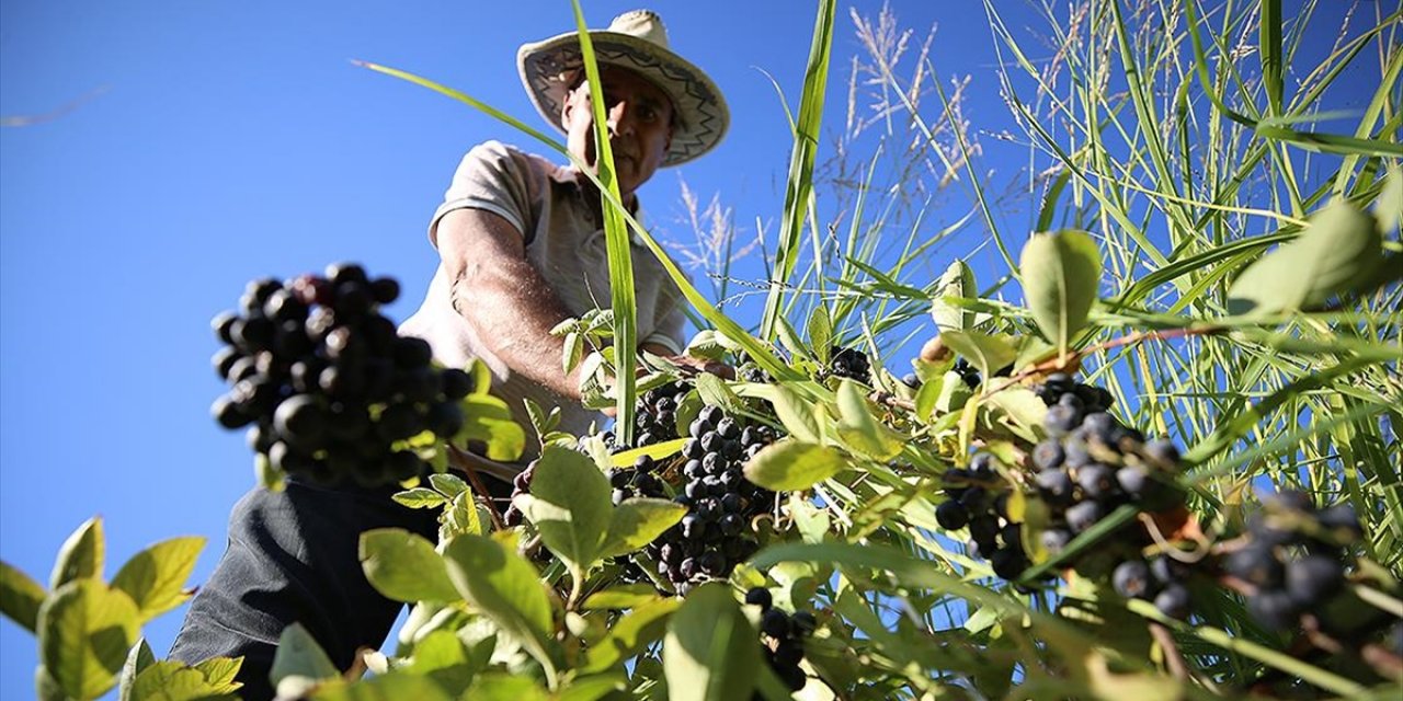 Emekli Emniyet Müdürü, Kanserden Kaybettiği Eşi İçin Temin Edemediği Aronyanın Üretimini Yapıyor
