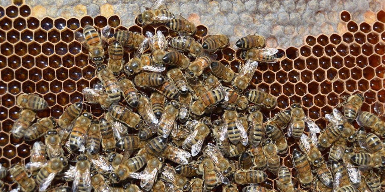 Erzurum'da 60 Haneli Mahallede Hemen Hemen Her Aile Bal Üretiyor