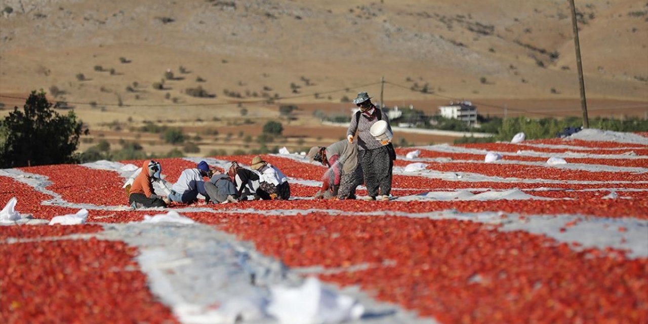 Elazığ'dan İhraç Edilen Kurutulmuş Domates Dünya Sofralarına Lezzet Katıyor