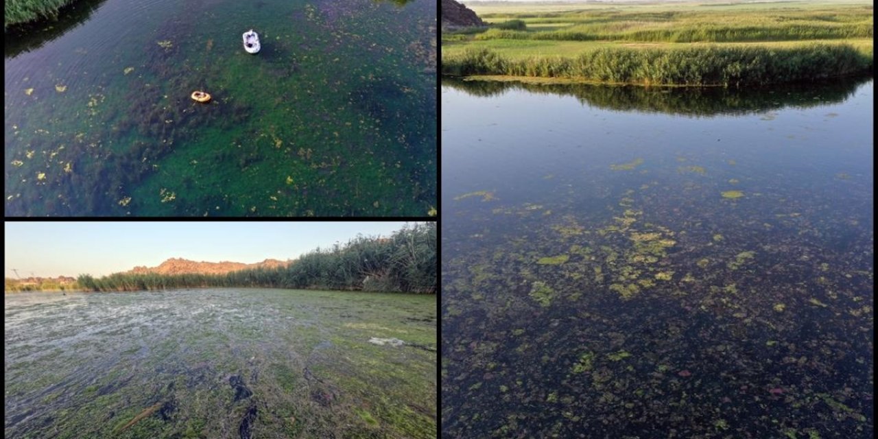 Kuşların Ağrı Dağı Eteğindeki Yuvası Karasu Bataklığa Dönüşme Tehlikesi Altında