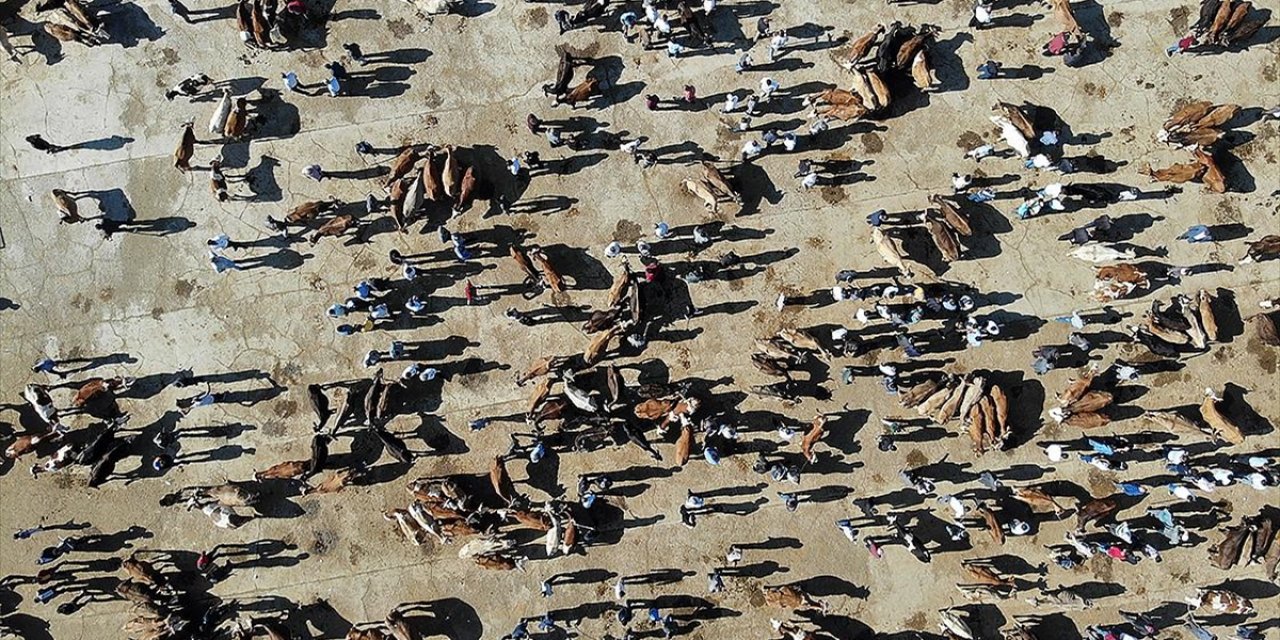 Büyükbaş Sayısı Haziran İtibarıyla 17,2 Milyon, Küçükbaş Sayısı 58,2 Milyon Oldu