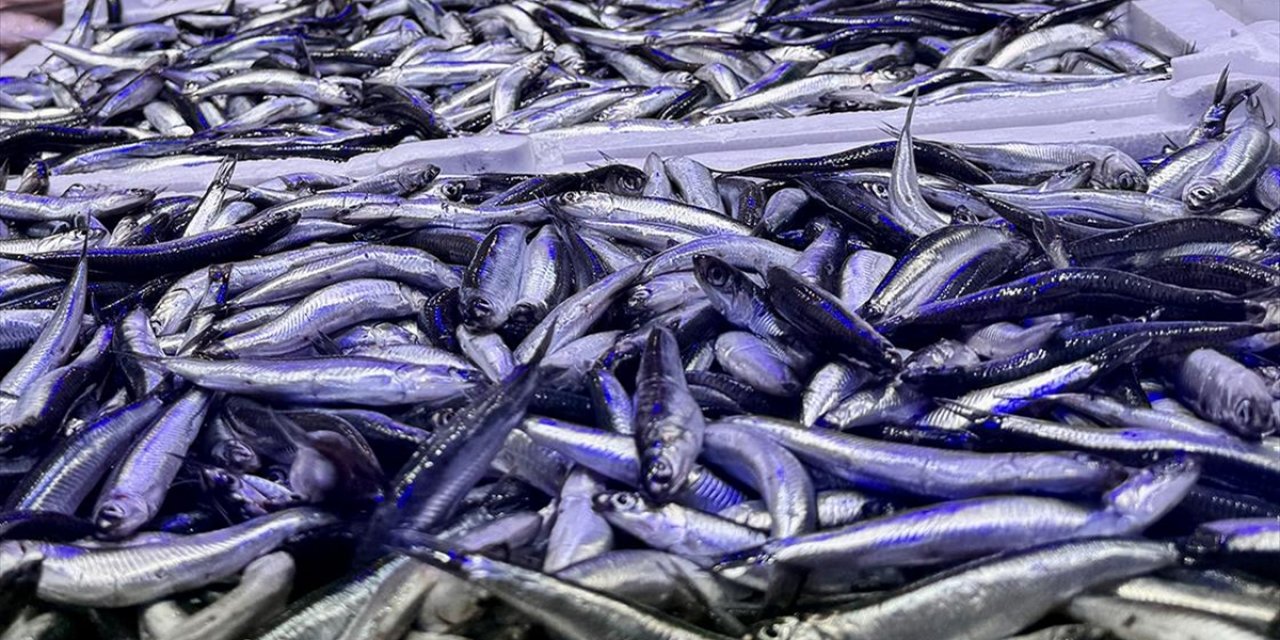 Trabzon'daki Balıkçı Tezgahlarında Hamsi Bolluğu Yaşanıyor