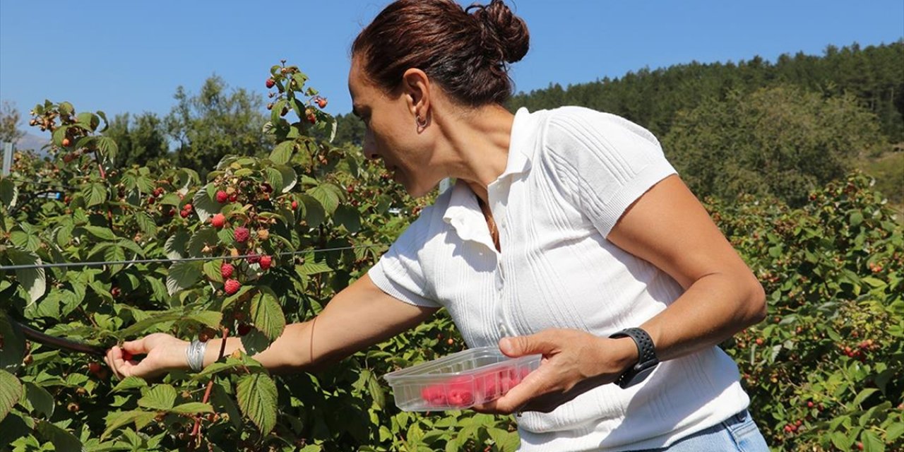 Sağlık Sektörüne Yıllarını Verdikten Sonra Tarıma Yönelen Girişimci Orman Meyveleri Üretiyor