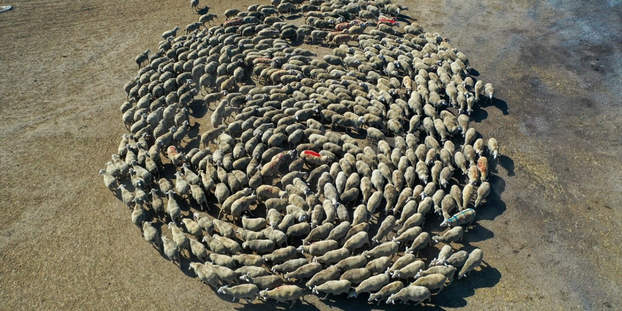 Küçükbaş Hayvan Sayısındaki Artışın Kırmızı Et Üretim ve Tüketimine Olumlu Yansıması Bekleniyor
