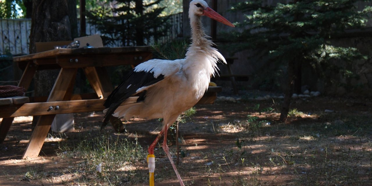 "Pamuk" Leylek Protez Bacağıyla Göç Yolculuğuna Çıkacak