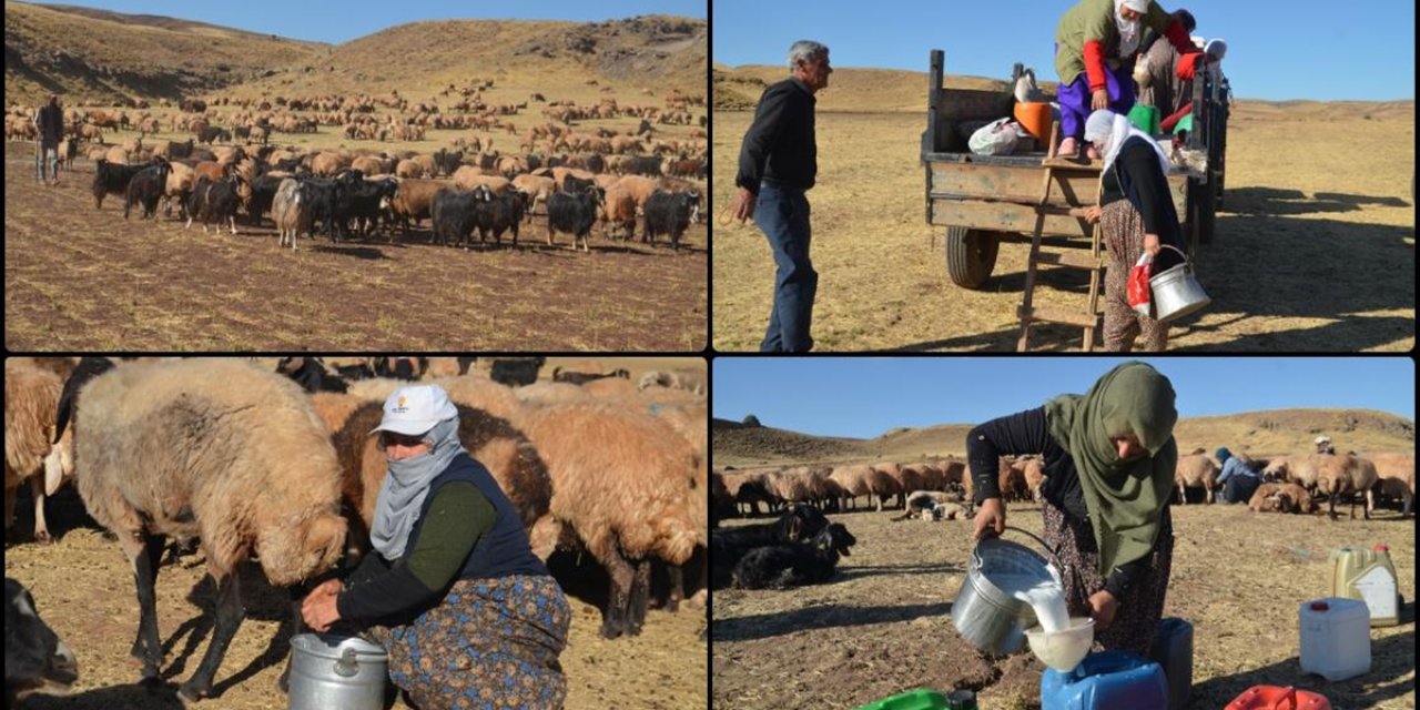 Muş'ta Kadınların Meradaki Süt Sağım Mesaisi Sürüyor