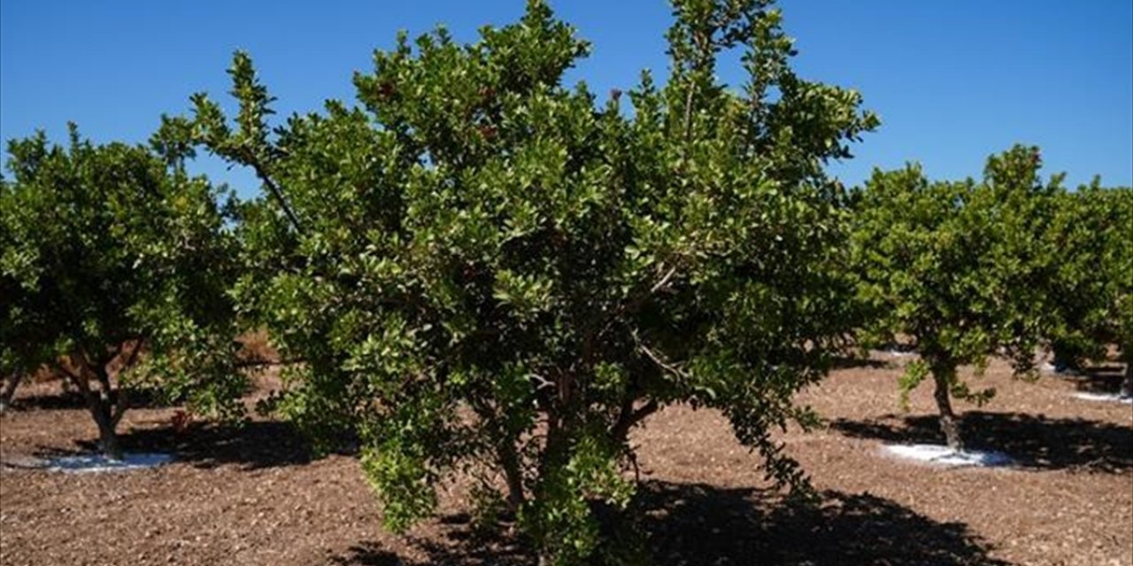 İzmir'de "Altın Damlayan Ağaç" Sayısı 15 Yılda 100 Kat Arttı