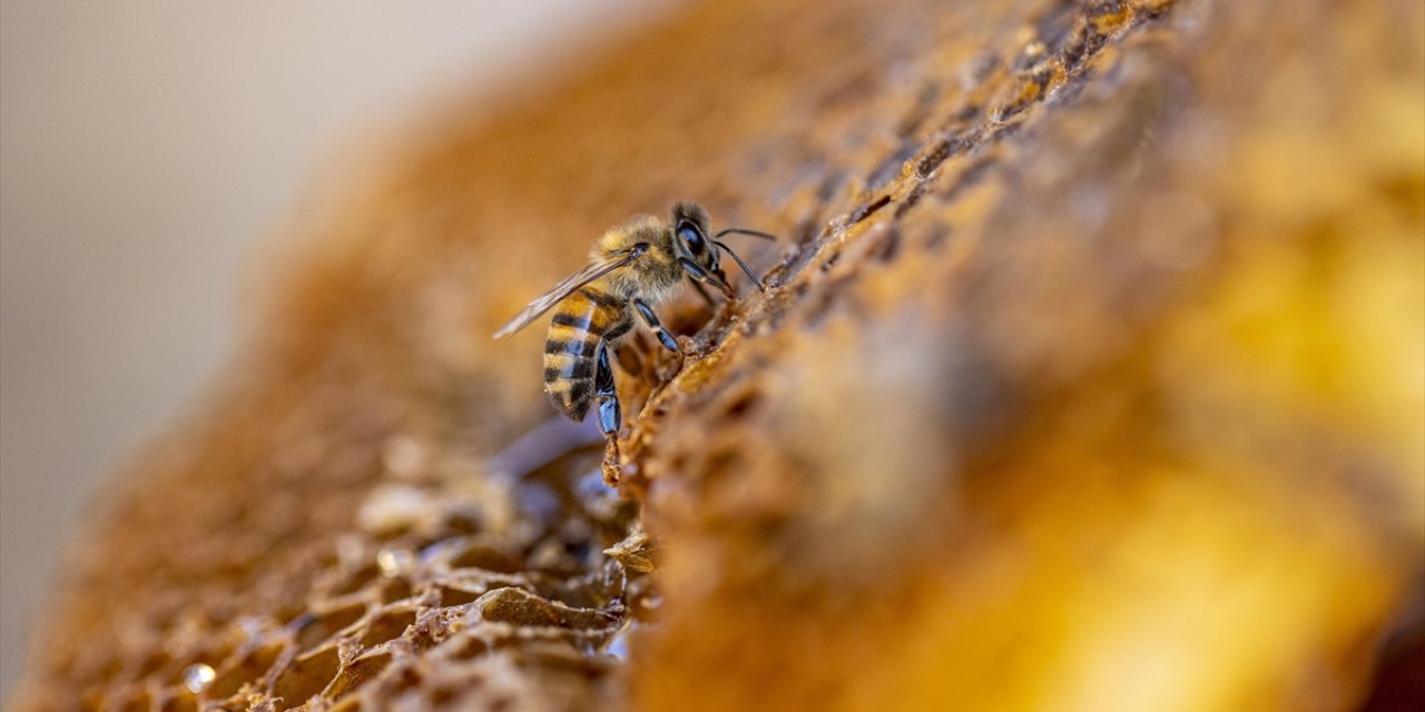 Arıcılık Sektörü, Katma Değerli Arı Ürünlerinin Desteklenmesini Bekliyor