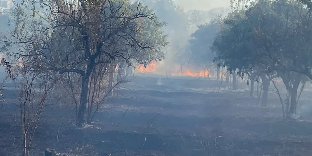Aydın'ın Nazilli İlçesinde Zeytinlik Alanda Çıkan Yangın Kontrol Altına Alındı