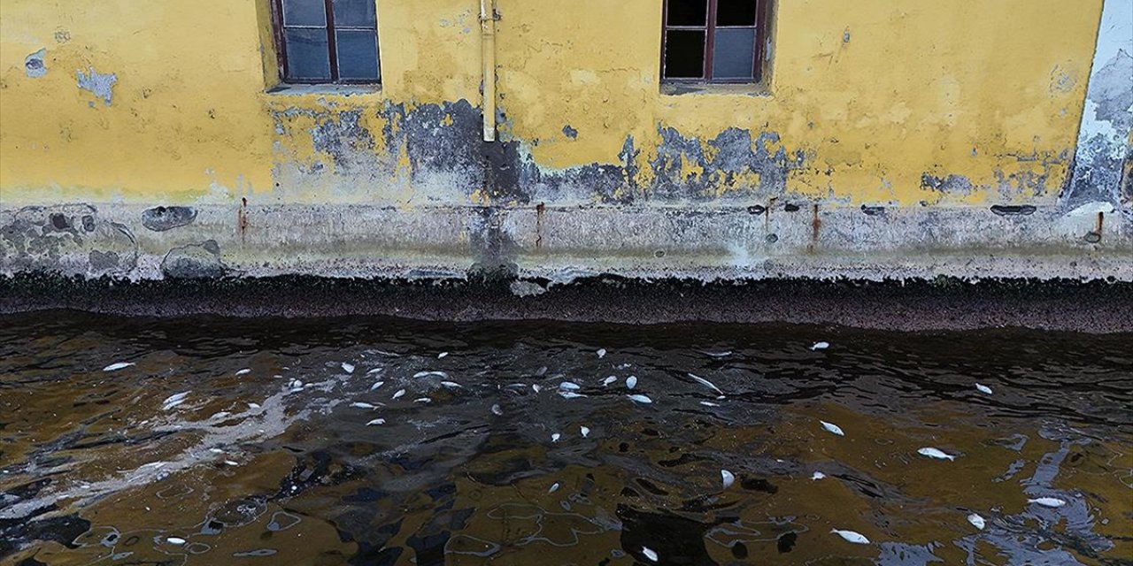 İzmir Körfezi'nde Balık Ölümleri Sürüyor