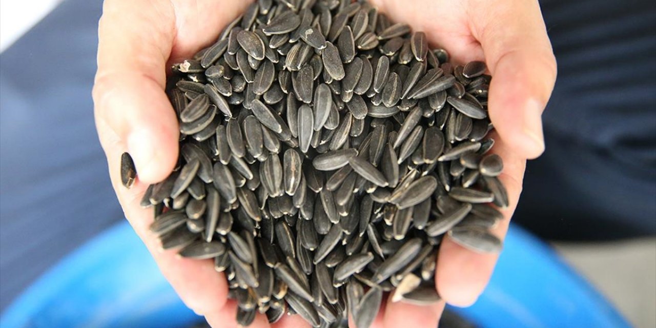 Lezzetiyle Öne Çıkan "Karaduman" Çerezlik Ayçiçeği Çeşidi Hastalıklara Karşı Güçlendirildi