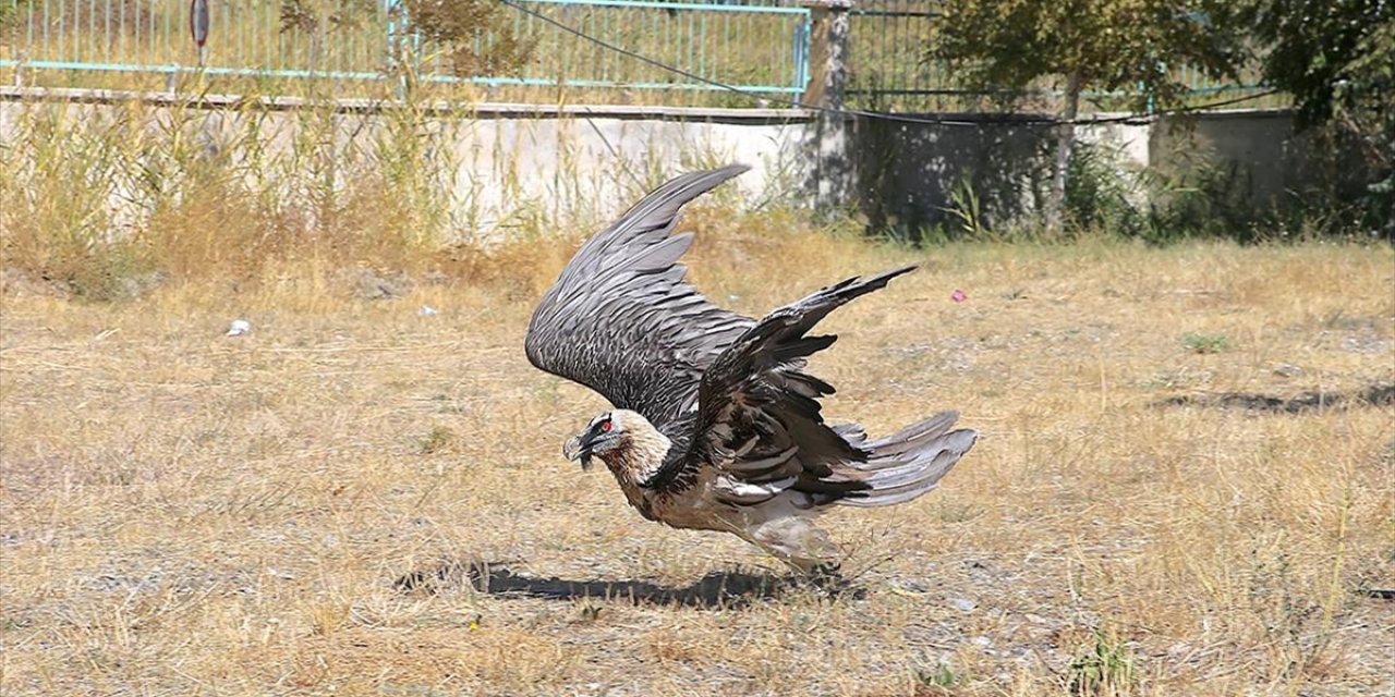 Soyu Tehlikede Olan Yaralı Sakallı Akbaba, Tedaviyle Yaşama Tutundu