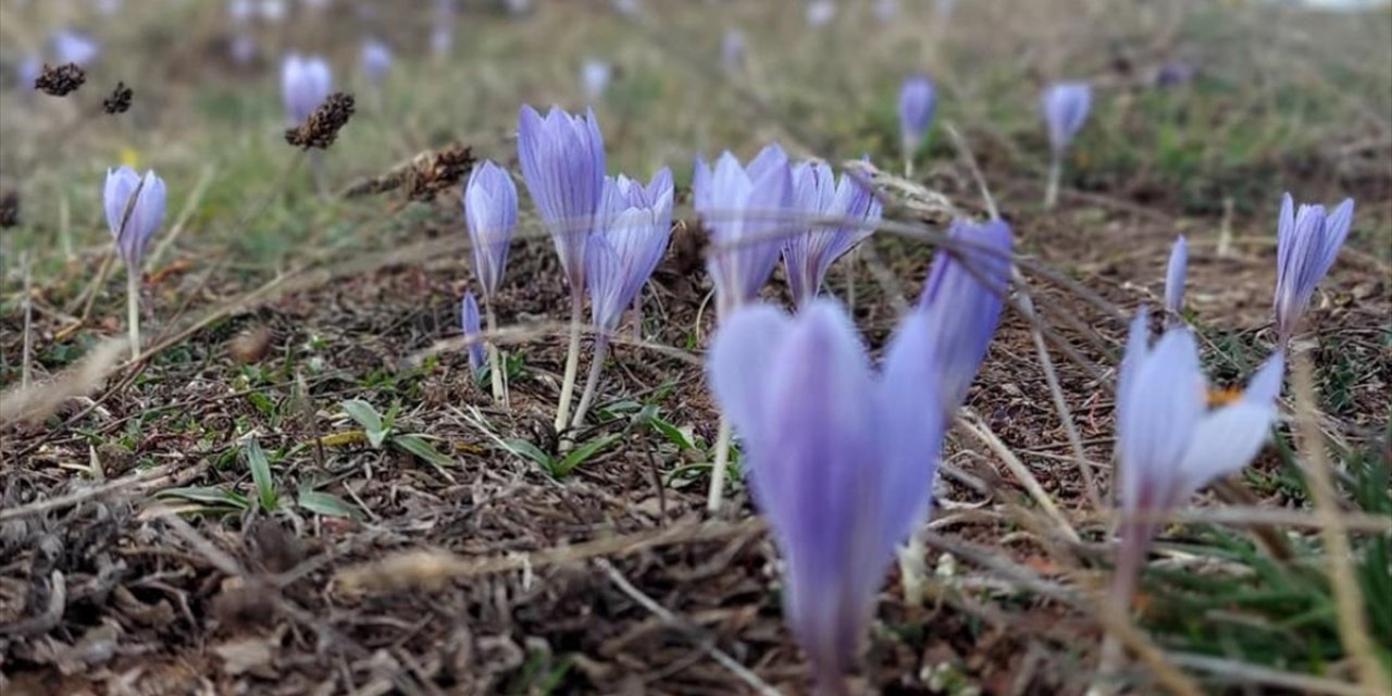 Çankırı'da "Vargit"lerin Açmasıyla Yaylalar Renklendi