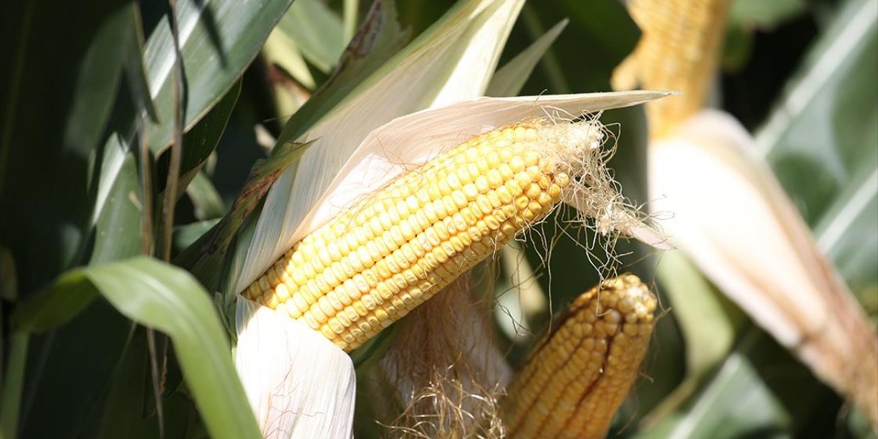 Kars'ta Hümik Asitli Silajlık Mısır Üretim Denemesinde Yüksek Verim Alındı