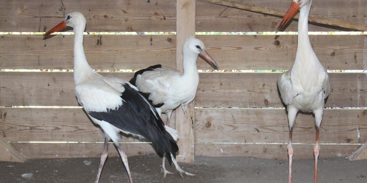 Göçü Kaçıran Yaralı Leylekler Kışı Kızılırmak Deltası Kuş Cenneti'nde Geçirecek