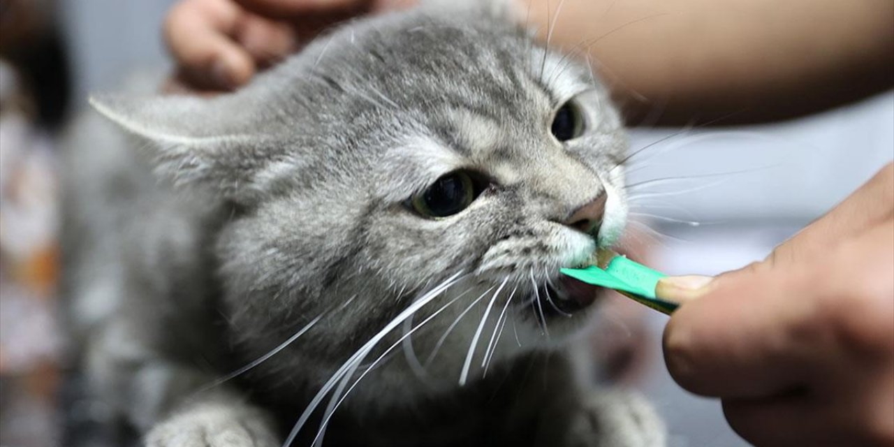 Yediği Gıdadan Zehirlenen Sahipsiz Kedi "Dört Ayağının Üzerine Düşünce" Sağlığına Kavuştu