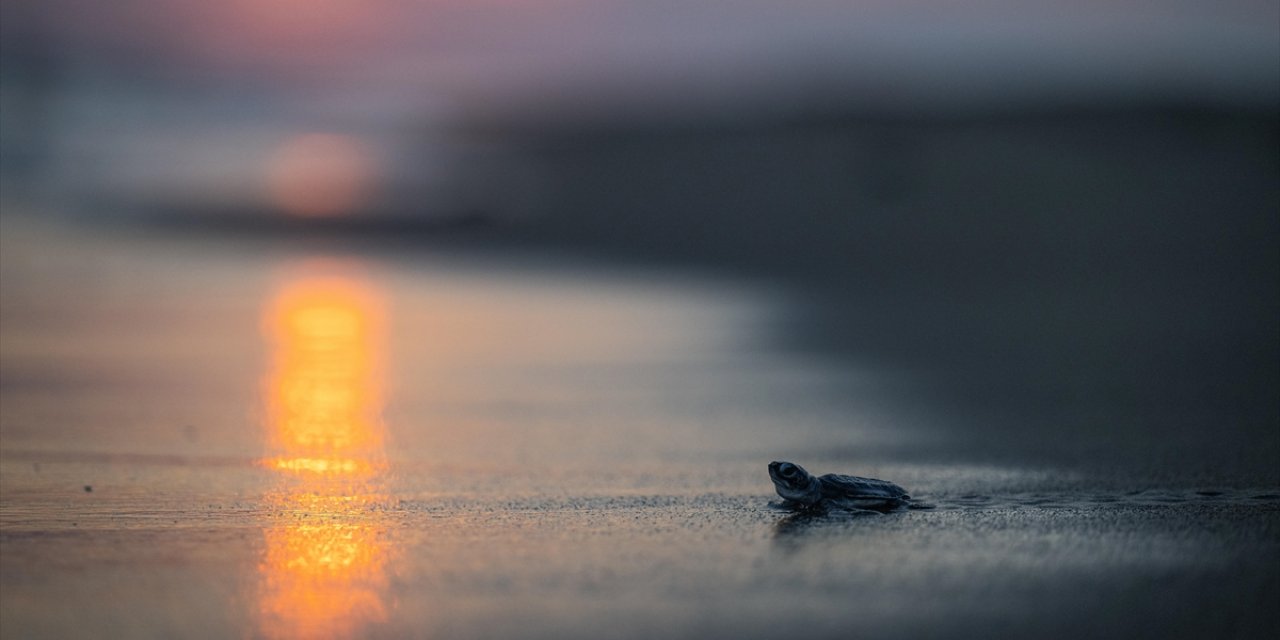 Mersin'de Bu Sezon 210 Bin Kaplumbağa Yavrusu Denizle Buluştu